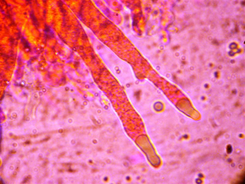 Crosta da determinare (Peniophora incarnata)